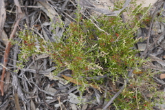 Rhagodia candolleana