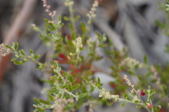 Rhagodia candolleana