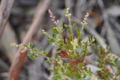Rhagodia candolleana