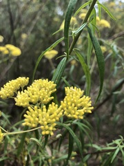 Cassinia aureonitens