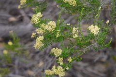 Ozothamnus retusus