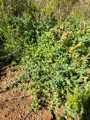 Cissampelos capensis