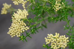 Ozothamnus retusus