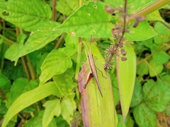 Phlaeoba fumosa