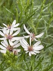 Olearia glutinosa