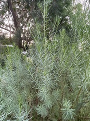 Olearia glutinosa
