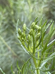 Olearia glutinosa