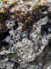 Pachygrapsus plicatus