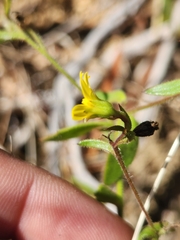 Osteospermum hispidum viride