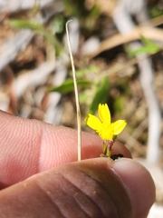 Osteospermum hispidum viride