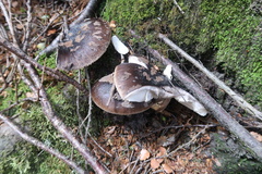 Amanita nothofagi