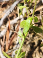 Osteospermum hispidum viride