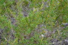 Leptospermum coriaceum