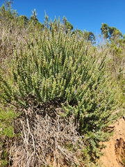 Lobostemon argenteus