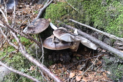Amanita nothofagi