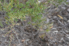 Leptospermum coriaceum