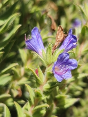 Lobostemon argenteus