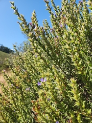 Lobostemon argenteus