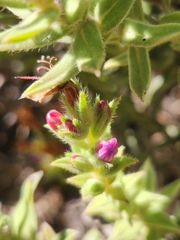 Lobostemon argenteus