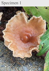 Basidiomycota