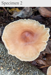 Basidiomycota