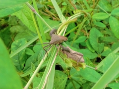 Anoplocnemis