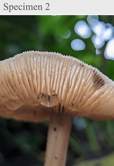 Basidiomycota