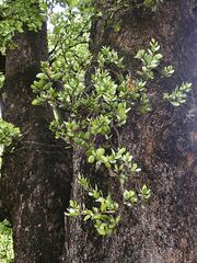 Peraxilla tetrapetala