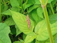 Stenocatantops cornelii
