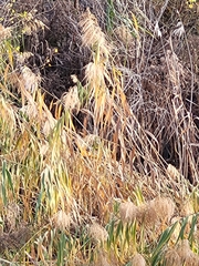 Phragmites australis