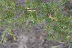 Leptospermum coriaceum