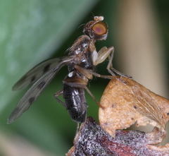 Geomyza tripunctata
