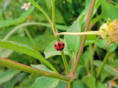 Coccinella transversalis