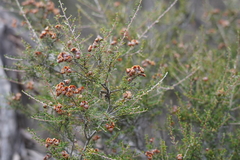 Dillwynia hispida