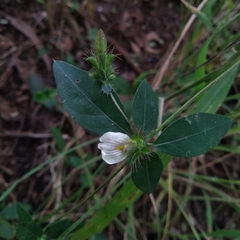 Blepharis maderaspatensis