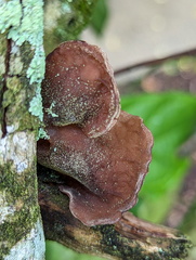 Auricularia