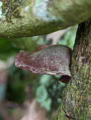 Auricularia