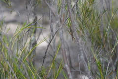 Goniaea opomaloides