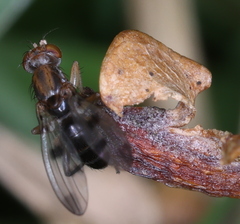 Geomyza tripunctata
