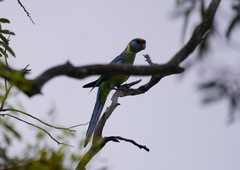 Barnardius zonarius barnardi