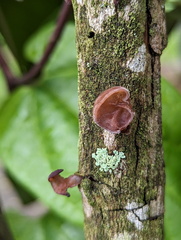 Auricularia