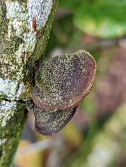 Auricularia