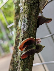 Auricularia
