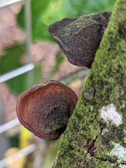 Auricularia
