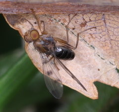 Geomyza tripunctata