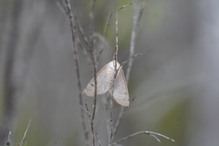 Mythimna convecta