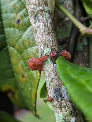 Auricularia