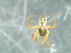 Lepthyphantes