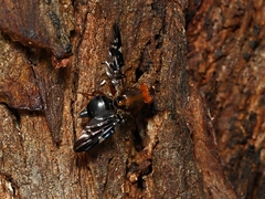 Acanthonevroides basalis