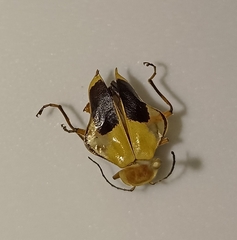 Chauliognathus expansus